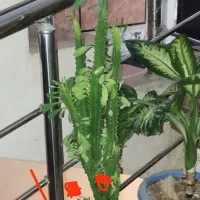 سلام گلها بعلت کمبود جا زیر قیمت بفروش میرسد|گل و گیاه طبیعی|یاسوج, |دیوار