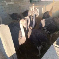 فروش شترمرغ پروار|حیوانات مزرعه|الیگودرز, |دیوار