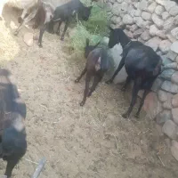 بز های مورسیا فروشی هستن|حیوانات مزرعه|نهبندان, |دیوار