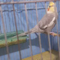 عروس هلندی نر