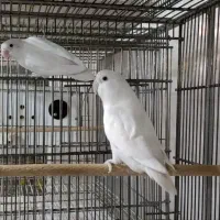 مولد کوتوله  اصیل  آلبینو  سفید یه خال