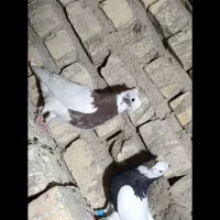 کبوتر