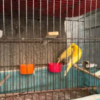 فروش یک جفت قناری تک رنگ درشت بدون لک|پرنده|بجنورد, |دیوار