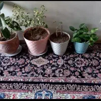 کناره ۳/۵ متری|فرش|ری, سیزده آبان|دیوار