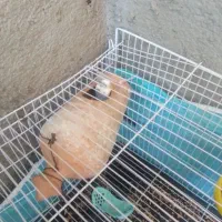 قفس پرنده