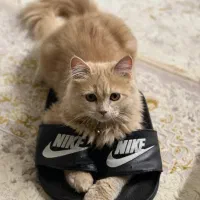 واگزاری|گربه|سنندج, |دیوار