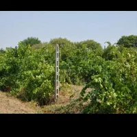 حرص باغ انگور