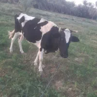 دوتا گاب مال داری