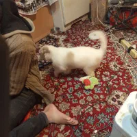 واگذاری سگ پاکوتاه