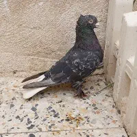 کفتر سینه سیاه سرور دم سفید