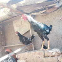 خروس لاری جوان یک ساله سالم