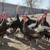 بوقلمون|حیوانات مزرعه|مشهد, عسگریه|دیوار