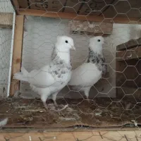 طوقی|پرنده|تهران, فلسطین (میدان انقلاب)|دیوار