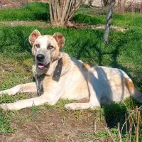 داگو آرژانتینو