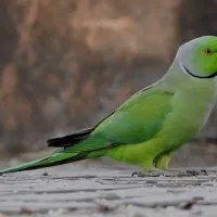 ملنگوی پیدا شده
