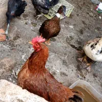 مرغ تخمگزار|حیوانات مزرعه|تهران, بهارستان|دیوار