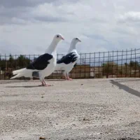 کبوتر دوکتی آلمانی