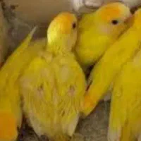 کوتوله برزیلی اوپال زردسرنارنجی اورجینال (مولد)|پرنده|قم, چهار مردان|دیوار