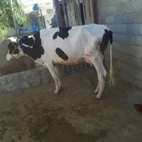 گاو گوساله ماده فروش