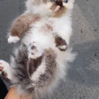 گربه اسکاتیش هایلند