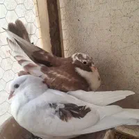 ۲کبوتر ۲ ماهه