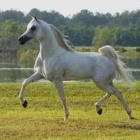 کارگر جهت کار در اصطبل اسب