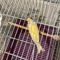 قناری طوطی حیوان