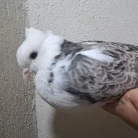 تعدادی کبوتر|پرنده|فولادشهر, مسکن مهر فولادشهر|دیوار