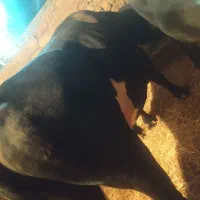 گوساله
