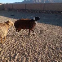 بره قوچی|حیوانات مزرعه|گزیک, |دیوار