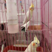 عروس هلندی دو عدد|پرنده|تهران, مسعودیه|دیوار