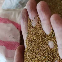 بذر یونجه همدانی