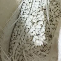 لوبیا سفید بوجاری شده|حراج|بروجرد, |دیوار