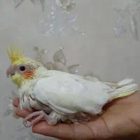 جوجه عروس هلندی سرلاکی|پرنده|بندر ماهشهر, |دیوار