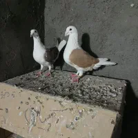 نرماده دوکت المانی پلاکی درجه یک