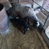 فروش میش و بز|حیوانات مزرعه|سمنان, |دیوار