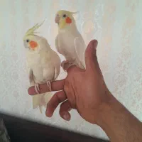 عروس هلندی رام،دستی آگهی رو بخونید لطفا .|پرنده|کرمانشاه, |دیوار