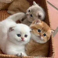 مجموعه گربه های اشرافی (پرشین بریتیش اسکاتیش)