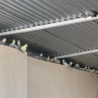 عروس هلندی|پرنده|لار, |دیوار