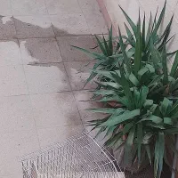 سه عدد یوکا