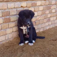 واگذاری توله سگ