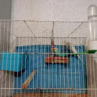 جفت مرغ عشق رینبو با تخم|پرنده|مشهد, کشف|دیوار