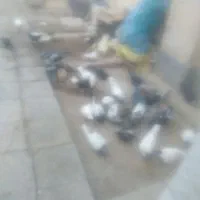 ۵۰ کفتر و یک خروس لاری و۴مرغ لاری معاوضه باموتور|پرنده|خاش, |دیوار