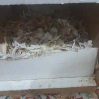 کوتوله|پرنده|قم, یزدانشهر|دیوار