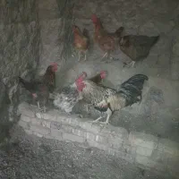 مرغ محلی تخمگذار