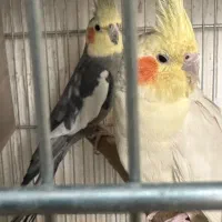 فروش وخریدارطوطی کاسکوملنگوشاه طوطی لوری عروس فنچ|پرنده|تهران, اتابک|دیوار