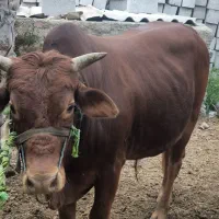 چند راس گاو نر