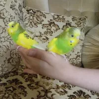 مرغ عشق نر و ماده|پرنده|رشت, حسین آباد|دیوار