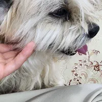 واگذاری سگ شیتزو تریر