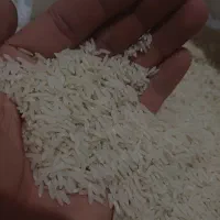 برنج هاشمی محلی امساله